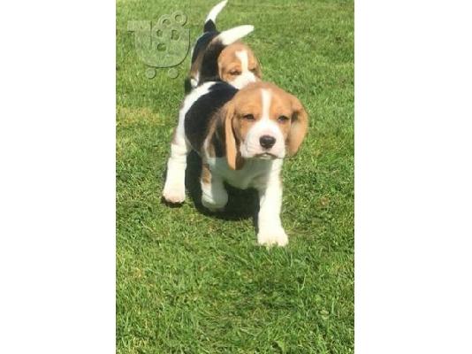 PoulaTo: Πανέμορφα κουτάβια Beagle.